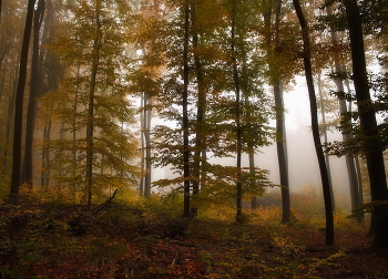 Herbst Gegensatz / ***