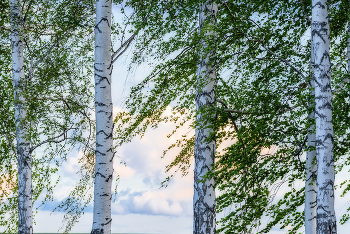 Wind / ***