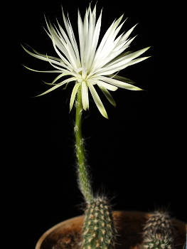 Echinopsis / ***
