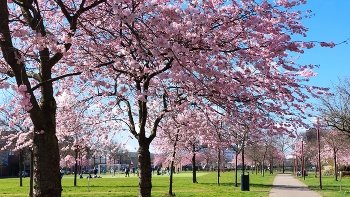  / Cherry blossoms swaying in the bright sun