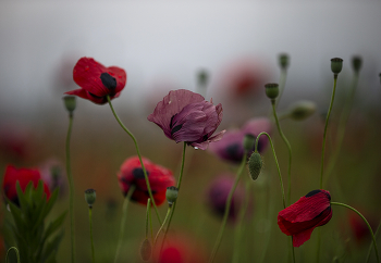 Mohn / ***