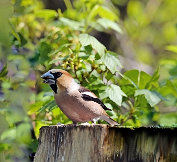 Grosbeak / ***