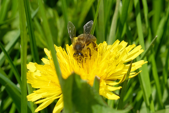 Bees / ***