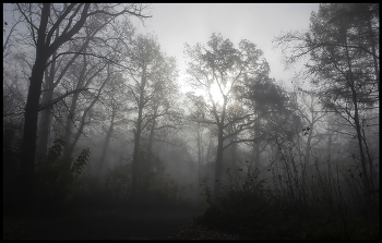 Nebliger Morgen / ***