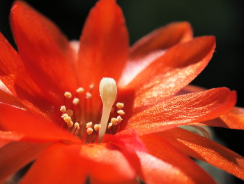 Echinopsis chamaecereus / ***