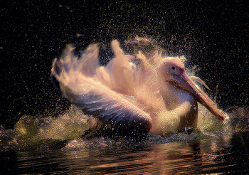Pink Flamingo / ***