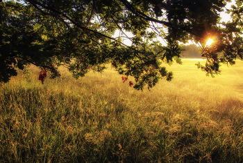 Sonnig / ***