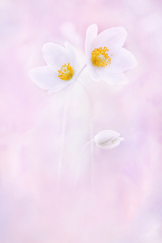  / nature artflowers