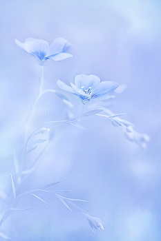  / natureartflowers