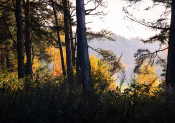 Morgen in den Wald / ***