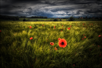 Klatschmohn / Kornfeld