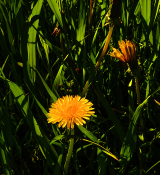 Löwenzahn. / ***