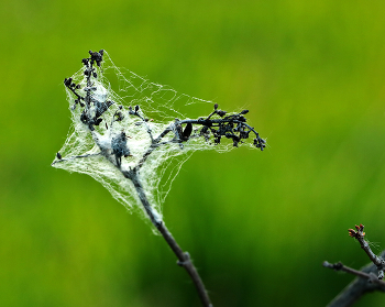 Im Spinnennetz / ***