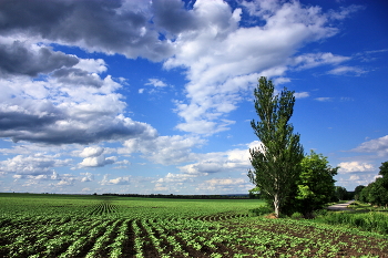 Feld / ***