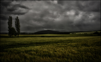 Winterweizen / Regenfront