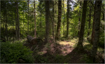 Winterwald / ***