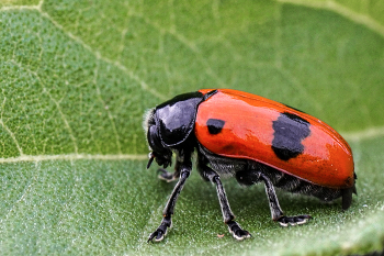 Ameisen-Blattkäfer (Clytra laeviuscula) / Ameisen-Blattkäfer (Clytra laeviuscula)