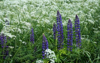 Lupinen / ***