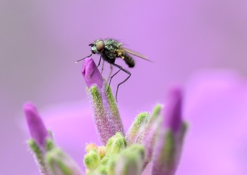  / fly
