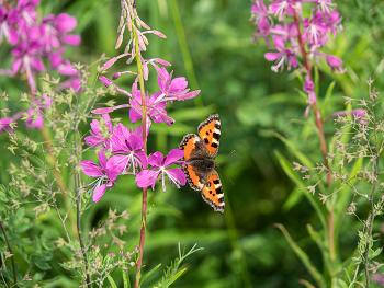 Sommerzeit / ***