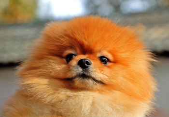 Fuzzy / ***