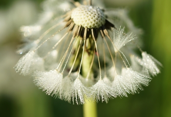 Frische des Morgens / ***