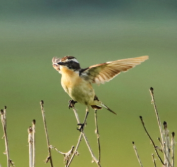 Braunkehlchen / ***
