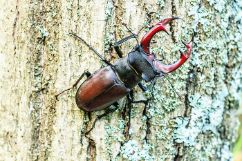 Hirschkäfer / ***