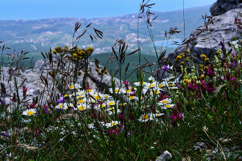 Gänseblümchen / ***
