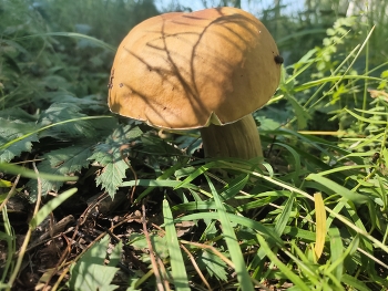 Pilz / ***