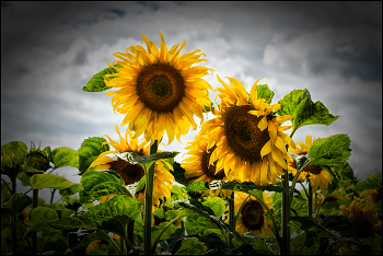 Sonnenblume / Helianthus annus
