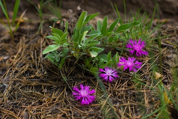 Blumen / ***