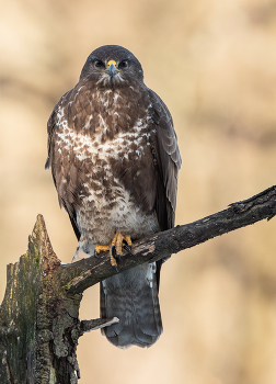 Bussard / ***