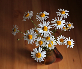 Romashechki / ***