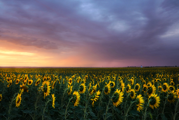 Sonnenblumen / ***