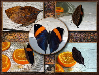 Herbstblatt / ***