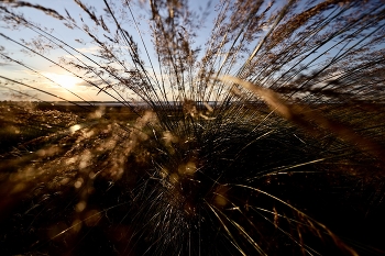 Steppe Sonnenuntergang / ———