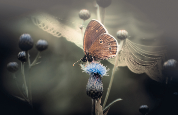Ringlet / ***