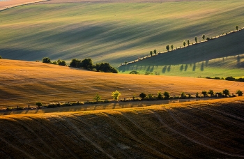 Morawy / ***