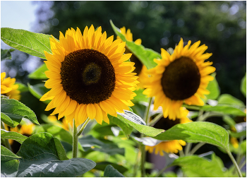 Sonnenblumen / ***