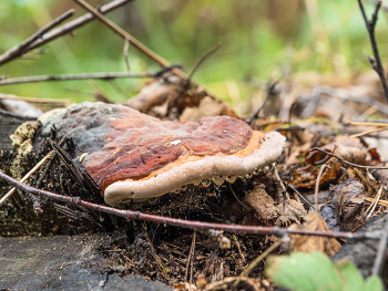 Holzfäller / ***