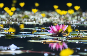 Water World / ***