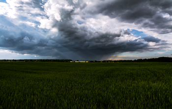 Diese Sommerregen ... / ***