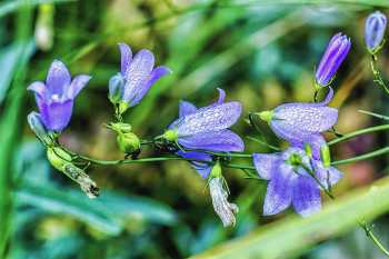 Waldblumen / ***