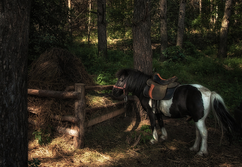 Am Rande des Waldes / ***