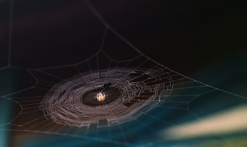 Trampoline / ***