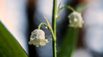 Lily of the Valley. / ***