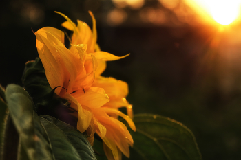 Suns / ***