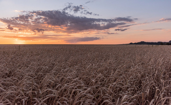 Feld / ***