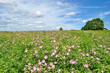 Blooming Sommer / ***